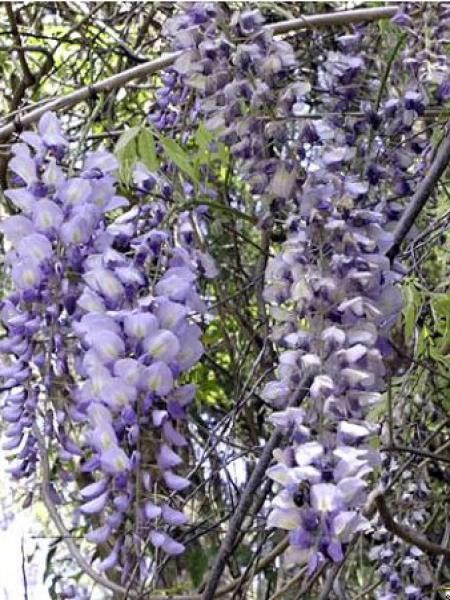 Glycine de Chine 'Prolific'