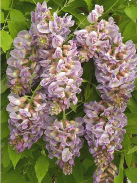 Glycine frutescens