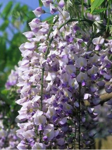 Glycine japonaise 'Domino'