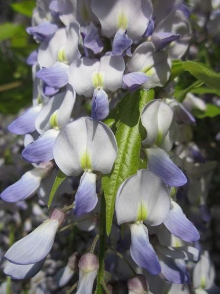 Glycine japonaise 'Issai'