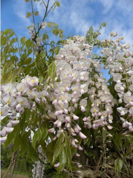 Glycine japonaise 'Lipstick'