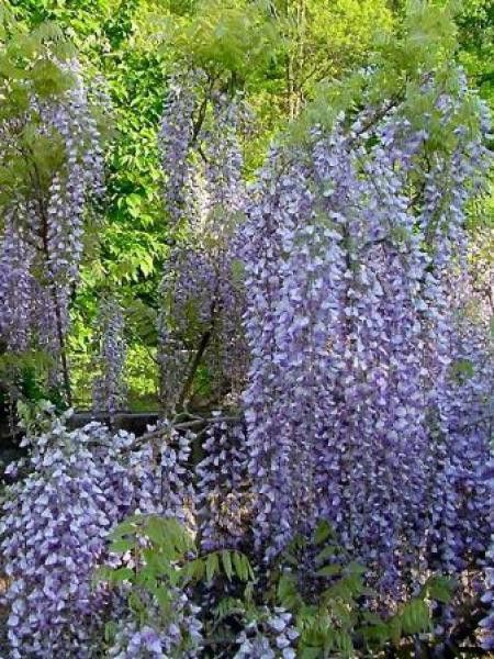 Glycine japonaise 'Macrobotrys'
