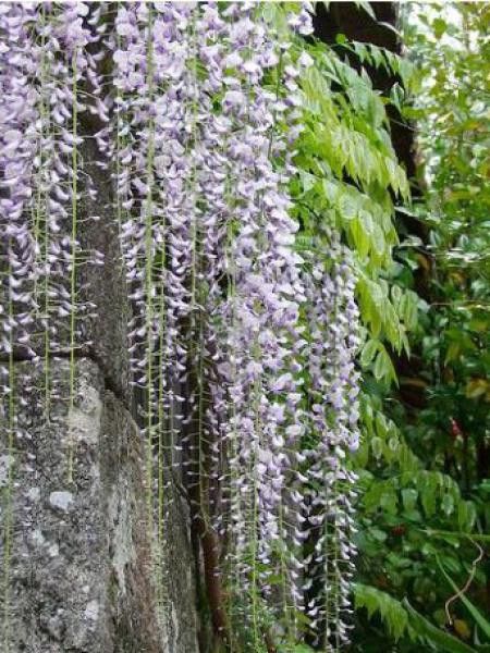 Glycine japonaise macrobotrys 'Six Feet'