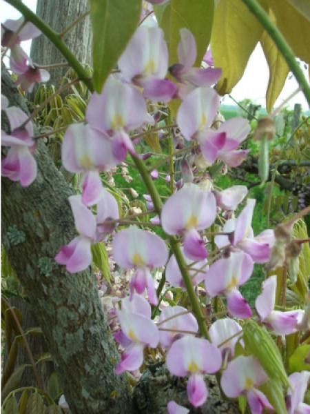 Glycine japonaise 'Pink Ice'