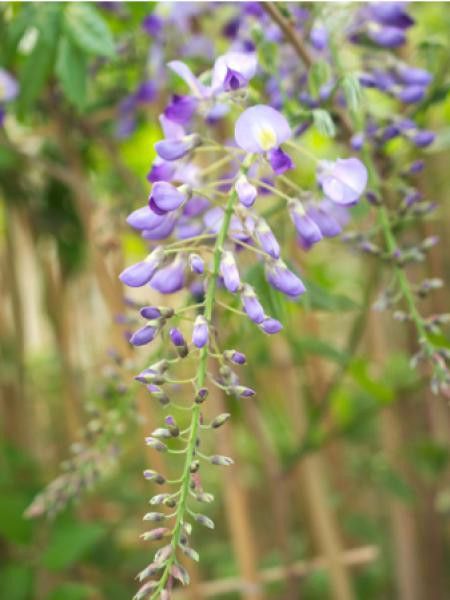Glycine japonaise 'Premature'