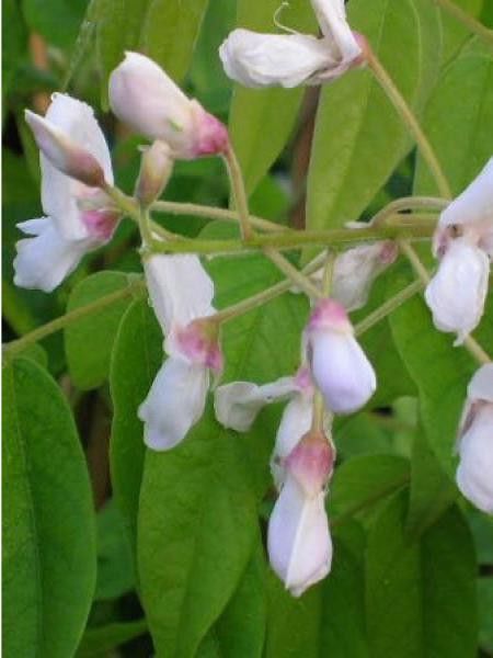 Glycine 'Kapiteyn Fuji'
