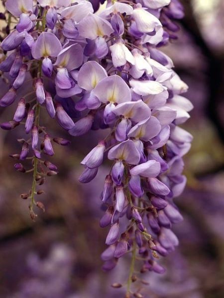 Glycine macrostachia