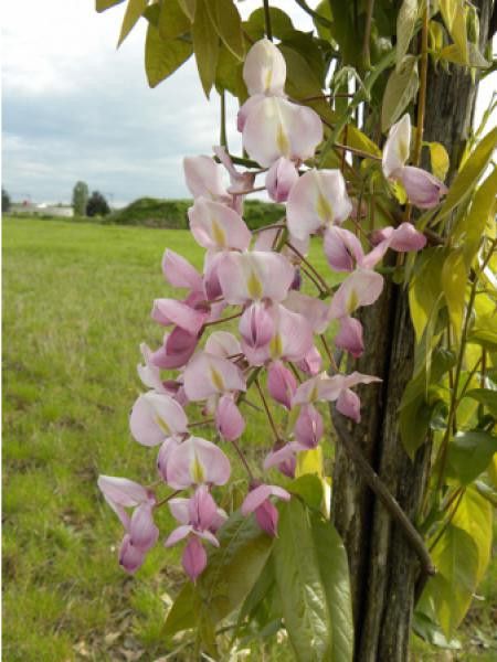 Glycine 'Rosea'