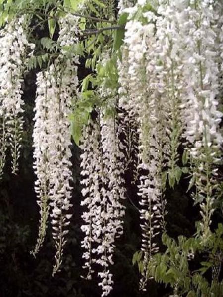 Glycine 'White Sylk'