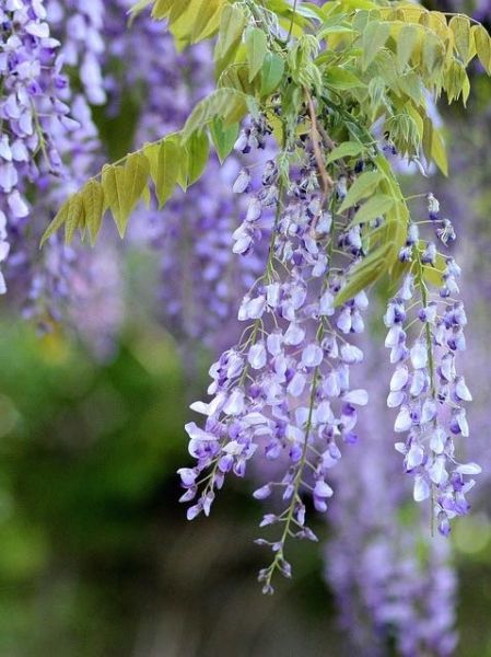 Glycine 'Yokohama Fuji'
