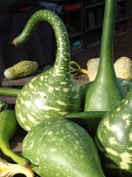 Gourde 'Col de Cygne'