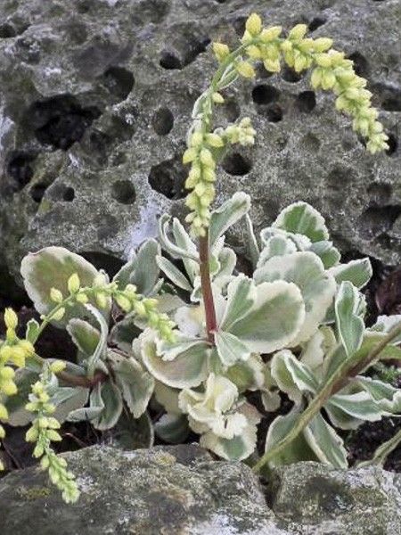 Goutte d'or 'Variegatum'