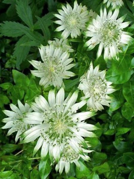 Grande Astrance 'Alba'