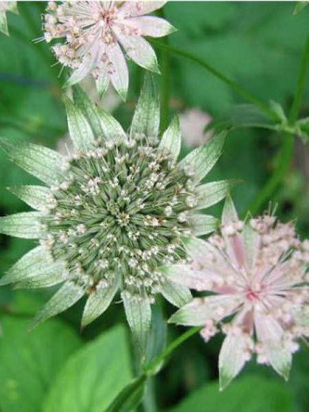 Grande Astrance 'Berendien' stam