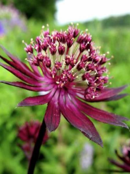 Grande Astrance 'Claret'