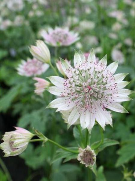 Grande Astrance 'Pink Sensation'