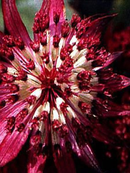 Grande Astrance 'Ruby Cloud'