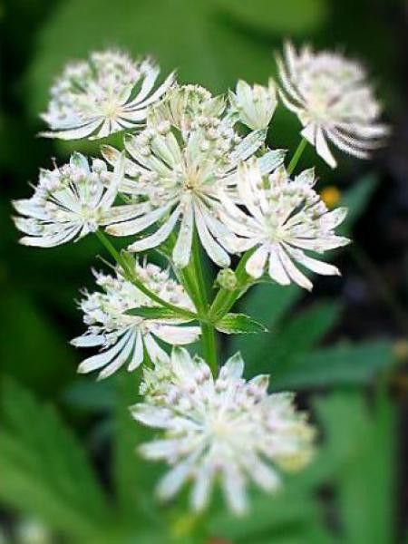 Grande Astrance 'Snow Star'