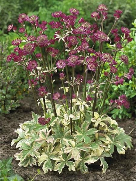 Grande Astrance 'Star of magic'