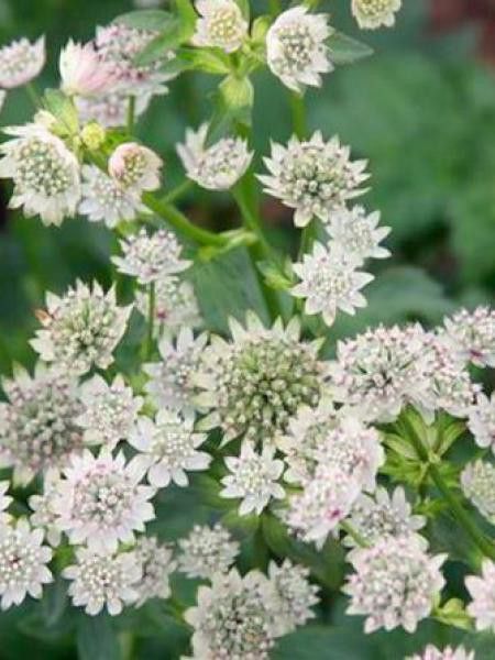 Grande Astrance 'Star Of Royals'