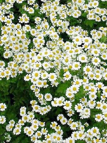 Grande camomille, Tanaisie