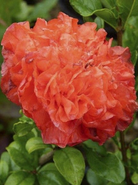 Grenadier à fleurs 'Maxima Rubra'