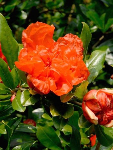 Grenadier 'Pleniflora'