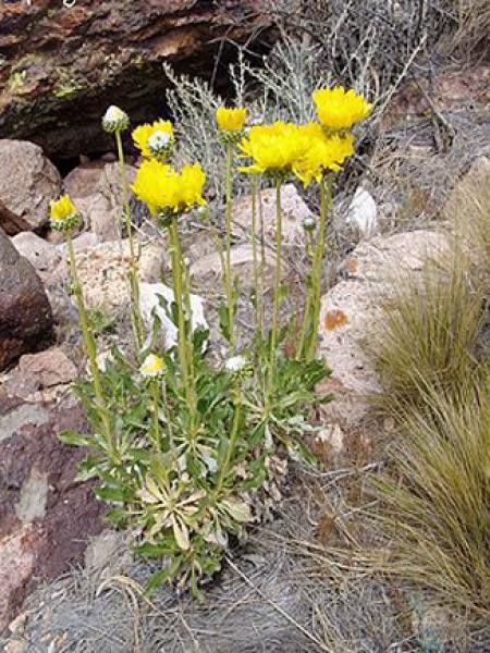 Grindelia chiloensis 
