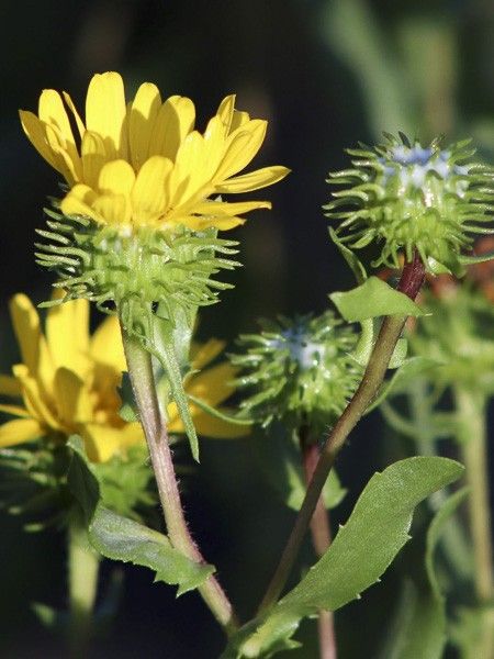 Grindelia integrifolia
