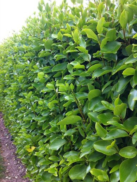 Griselinie du littoral