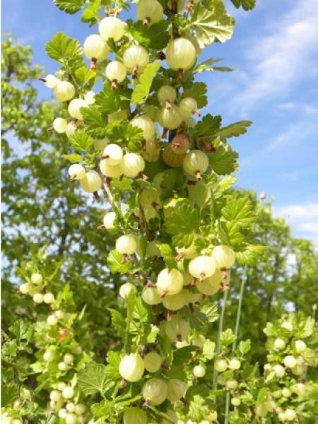 Groseiller à maquereau -blanc-