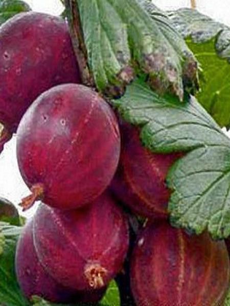 Groseiller à maquereau 'Captivator'