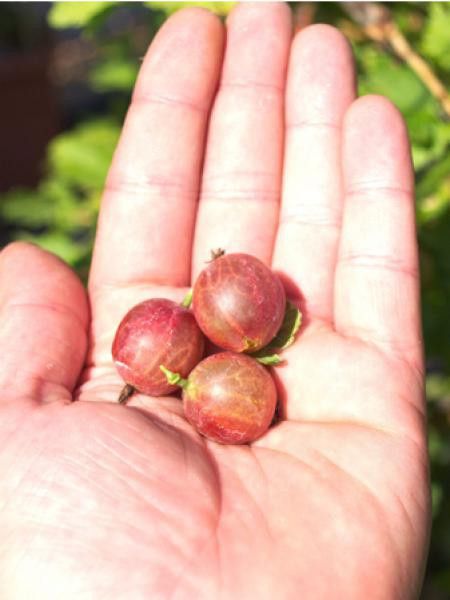 Groseiller à maquereau 'Freedonia'