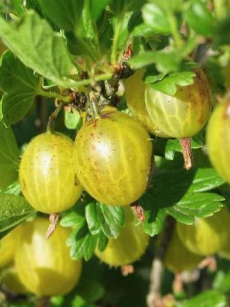 Groseiller à maquereau -jaune-