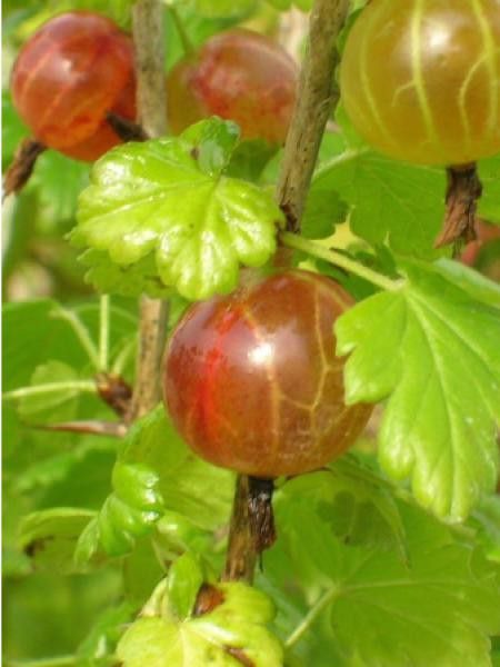 Groseiller à maquereau 'Pixwell'