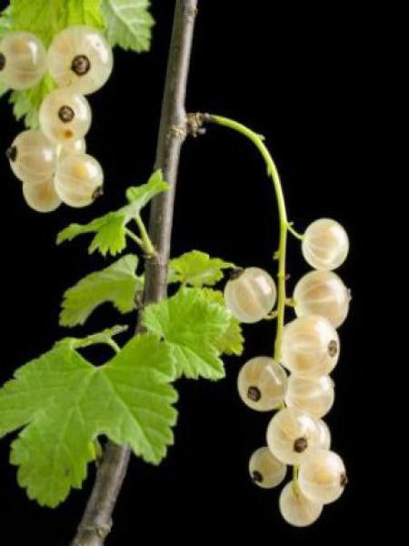 Groseiller -blanc-