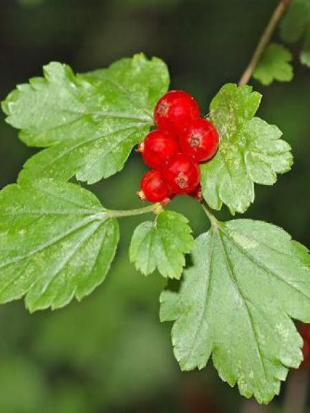 Groseiller des Alpes