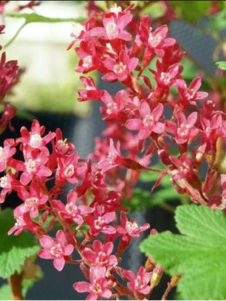Groseillier à fleurs 'Amore'