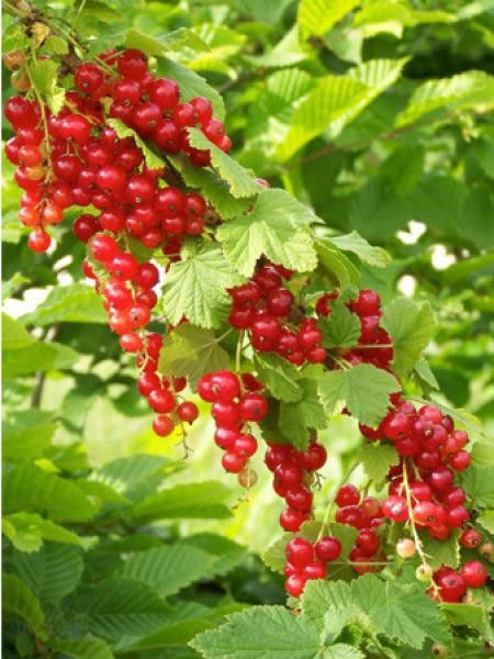 Groseillier 'Junifer'