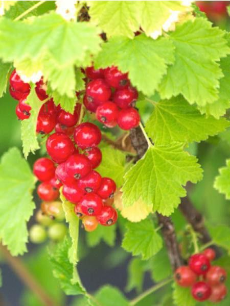 Groseillier 'London Market'