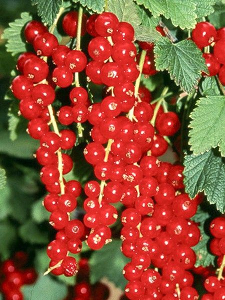 Groseillier 'Premiere Groseille Raisin Deltir'