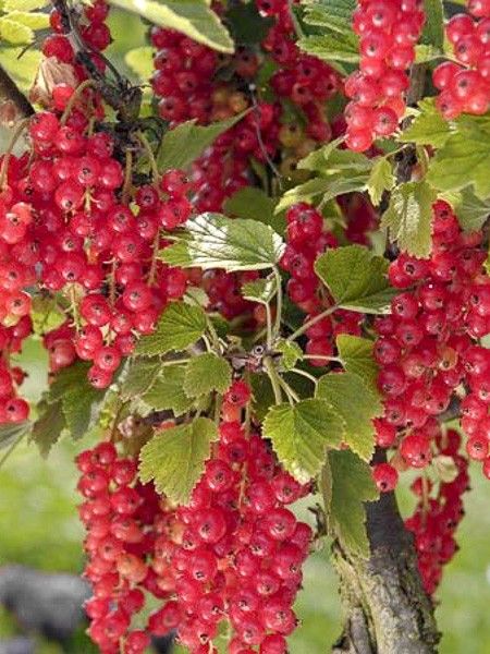 Groseillier-raisin 'Agate Rouge'