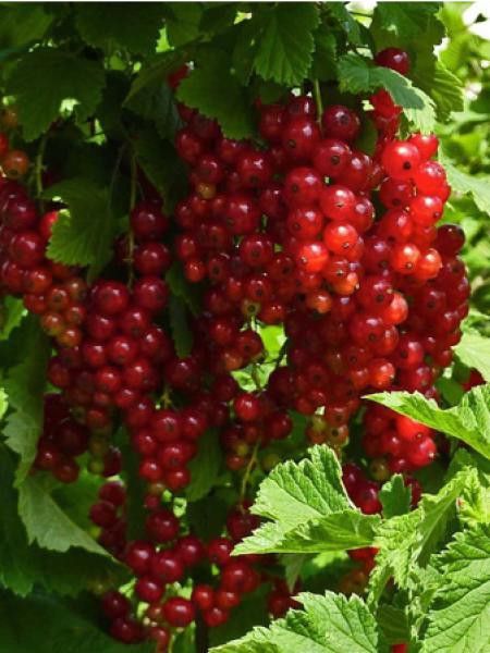 Groseillier 'Redpoll'