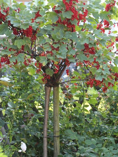 Groseillier 'Ribest Lisette'®