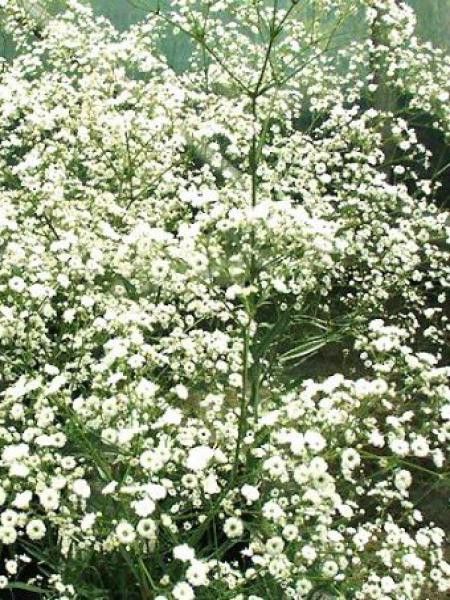 Gypsophile 'Festival White'