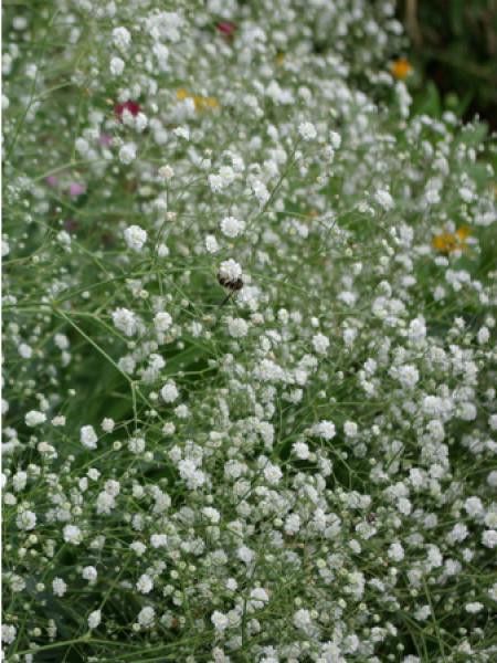Gypsophile paniculé 'Perfecta'