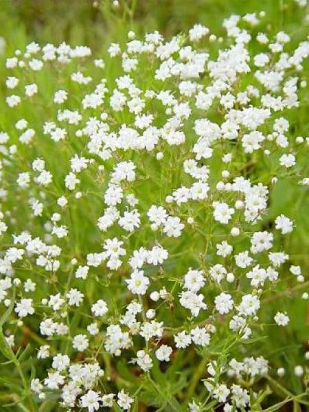 Gypsophile paniculé 'Schneeflocke'