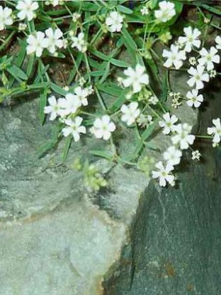 Gypsophile rampant 'Alba'
