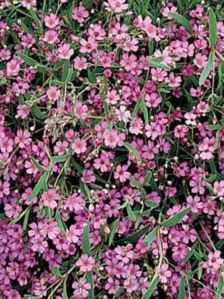 Gypsophile rampant 'Rosa Schönheit'