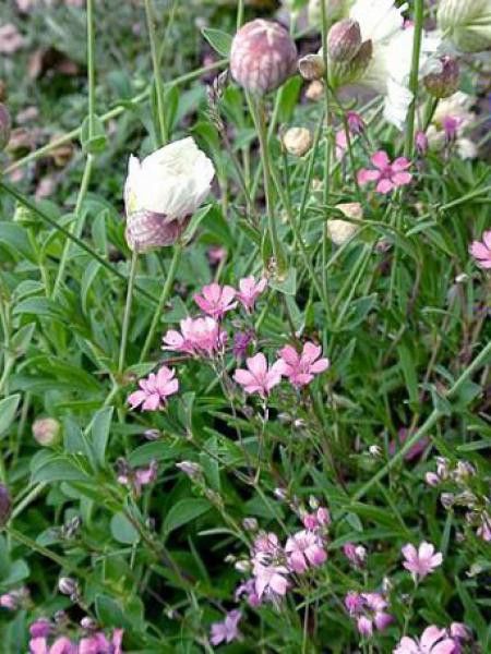 Gypsophile rampant 'Rosea'